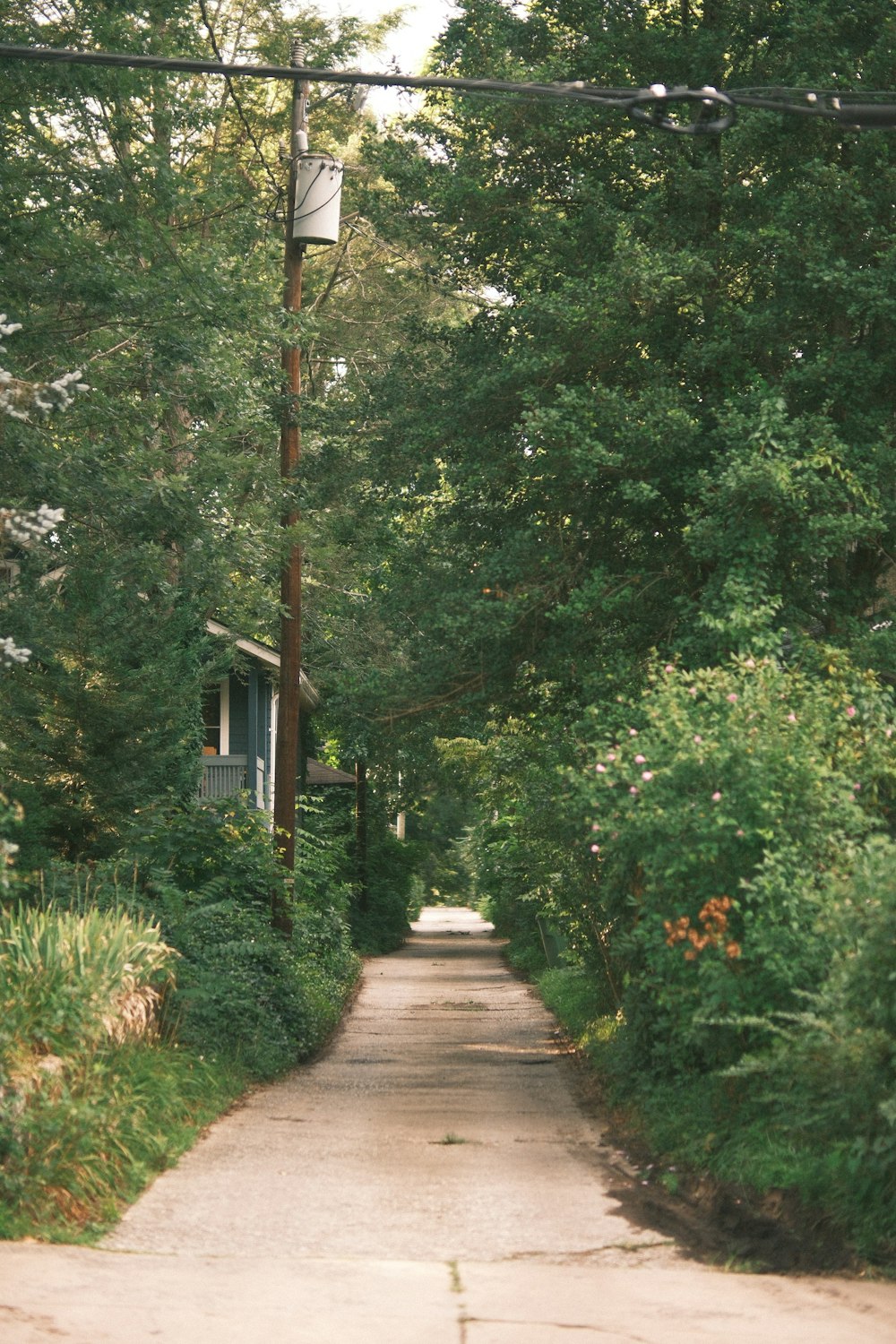 a path with a basketball hoop and trees on the side