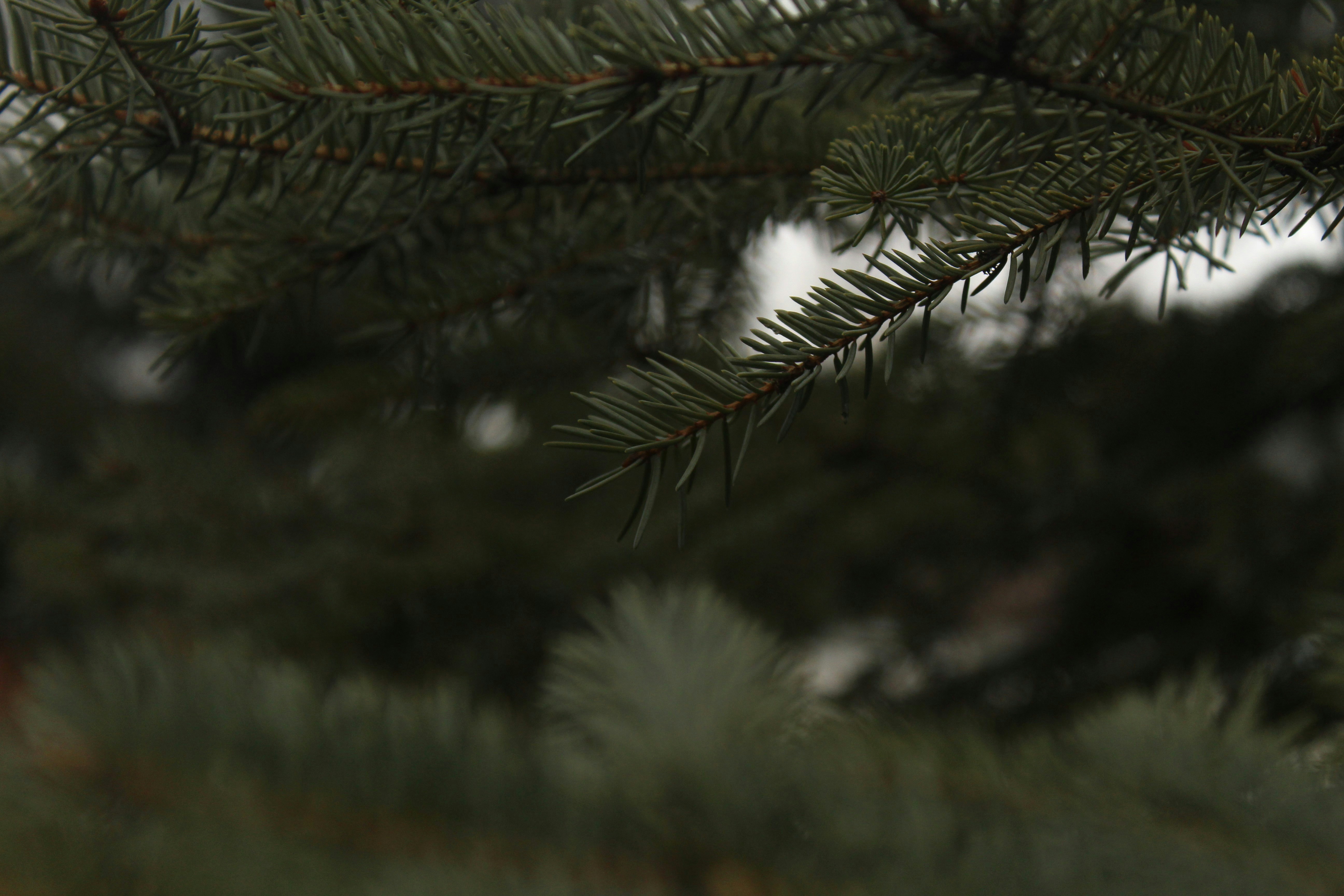 Photo by thebohowanderer