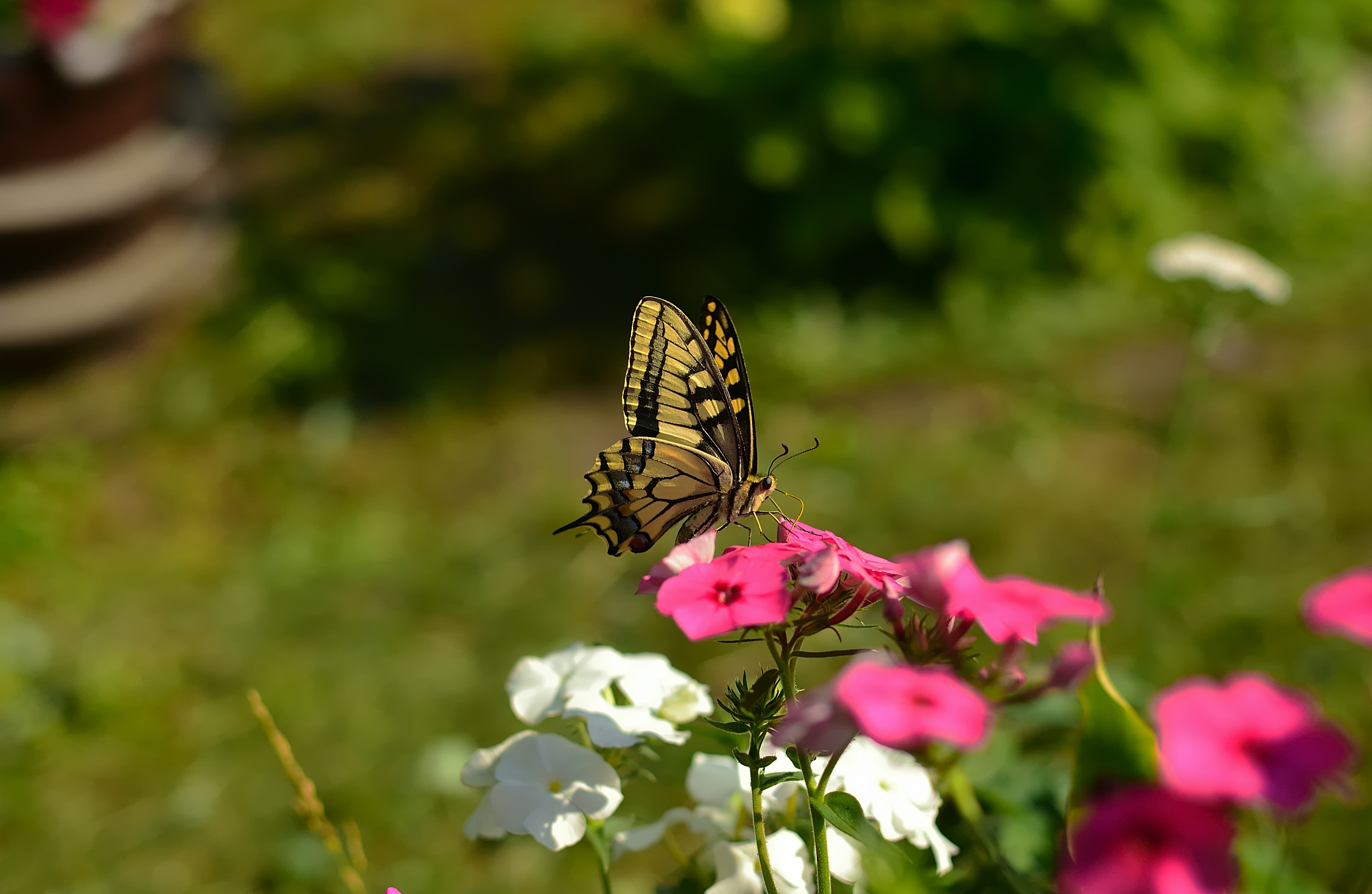 Le Parc aux Papillons