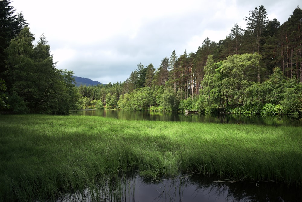 a body of water surrounded by trees