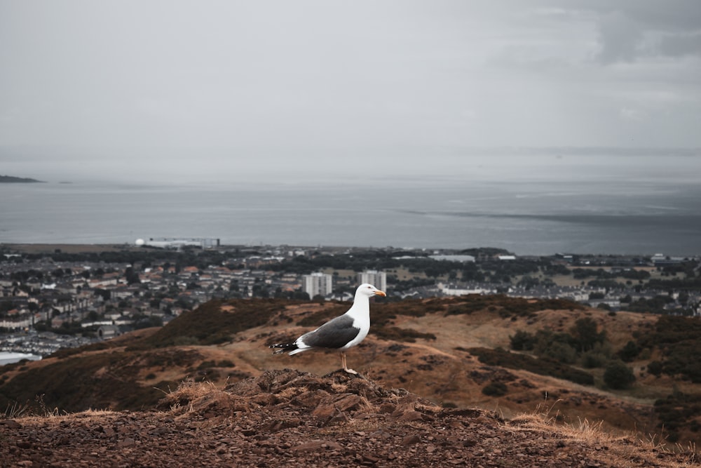 a bird on a hill overlooking a city