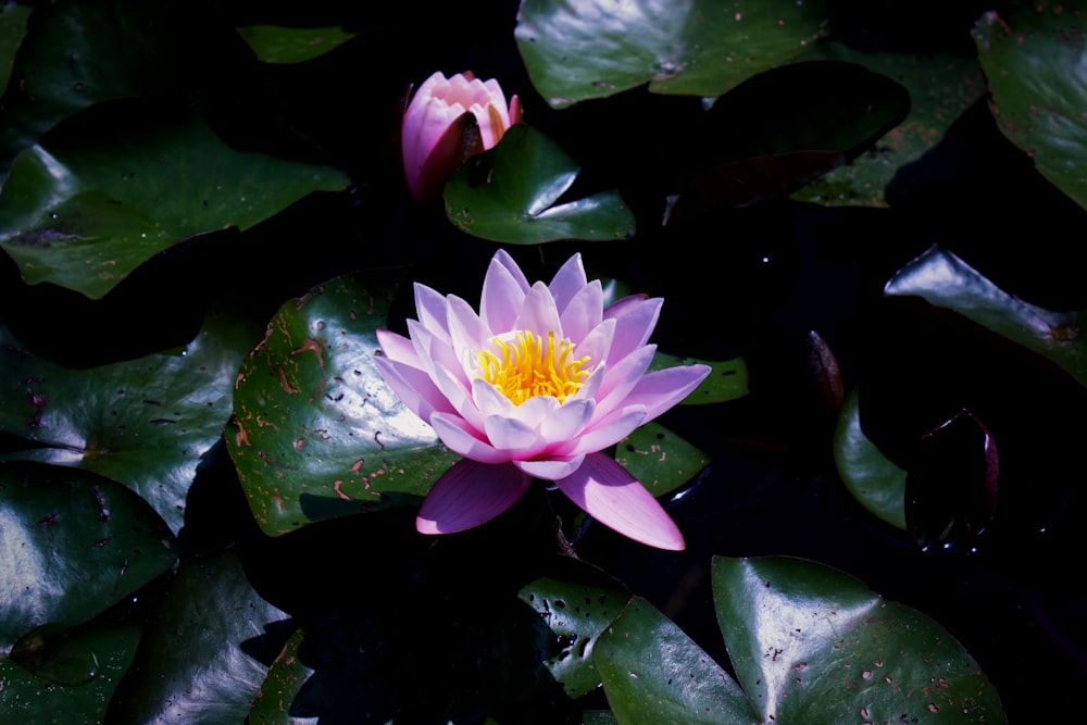 a pink flower surrounded by lily pads