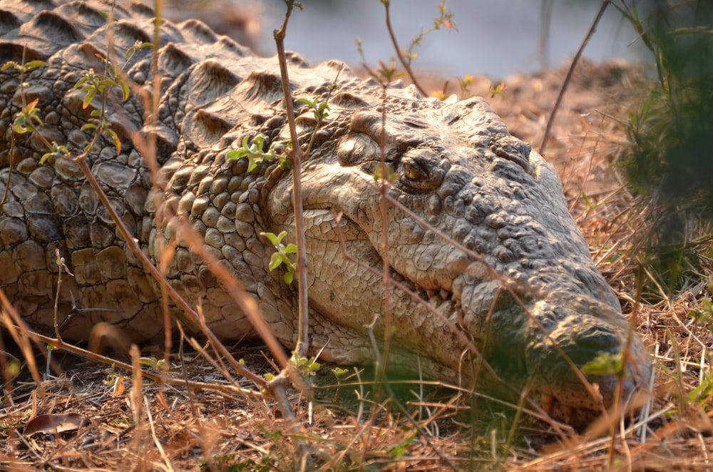 a crocodile in the grass