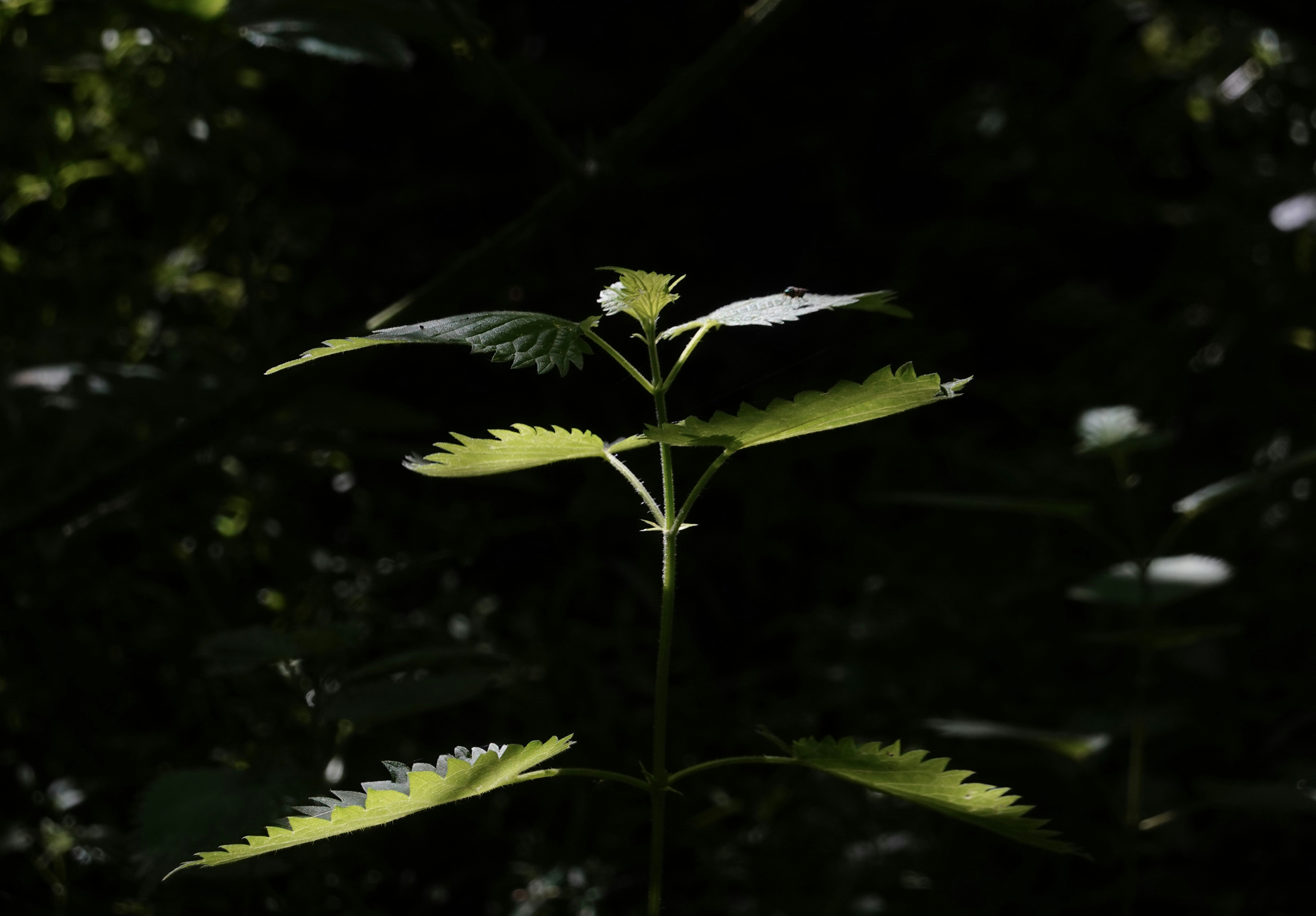 Nahaufnahme einer Blume