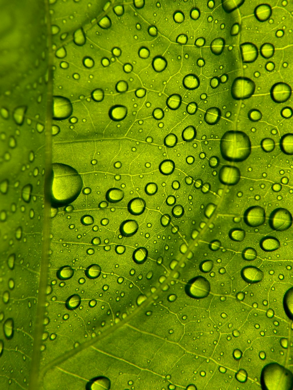 a close up of water drops