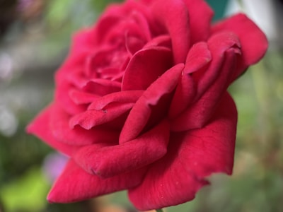 Close-up of vibrant rose blooms from our award-winning collection.