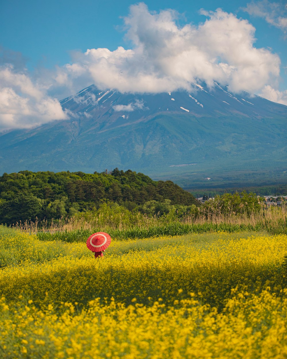 a field of yellow flowers with a mountain in the background