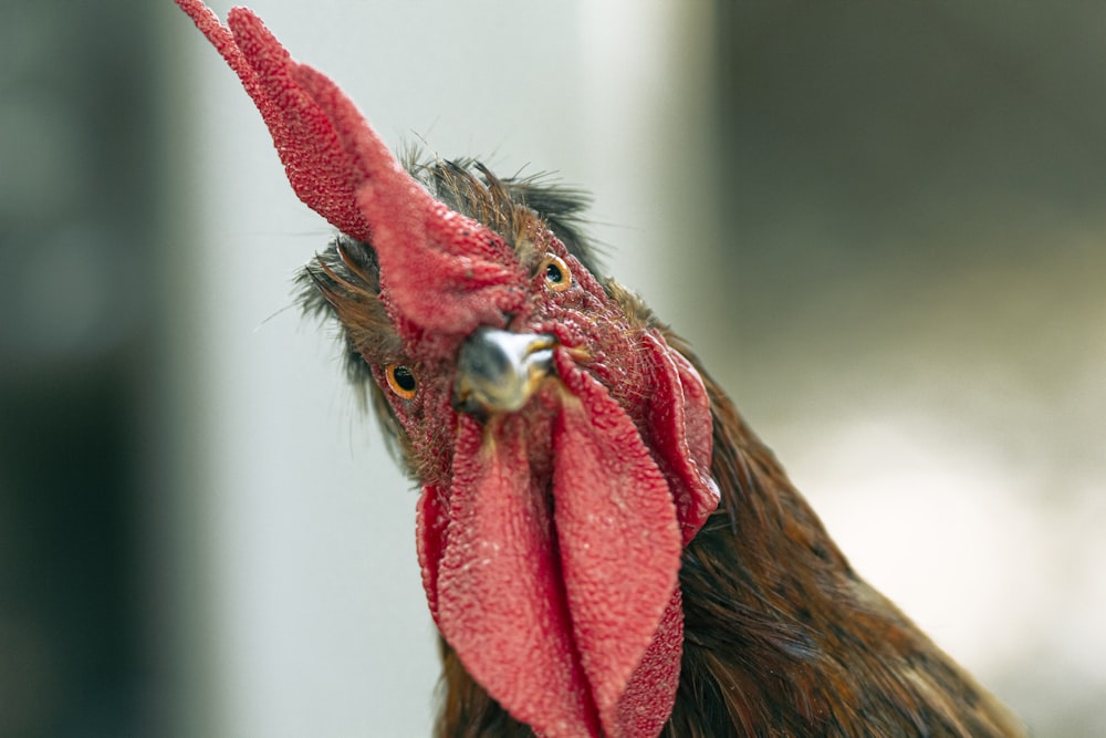 a rooster with a red head