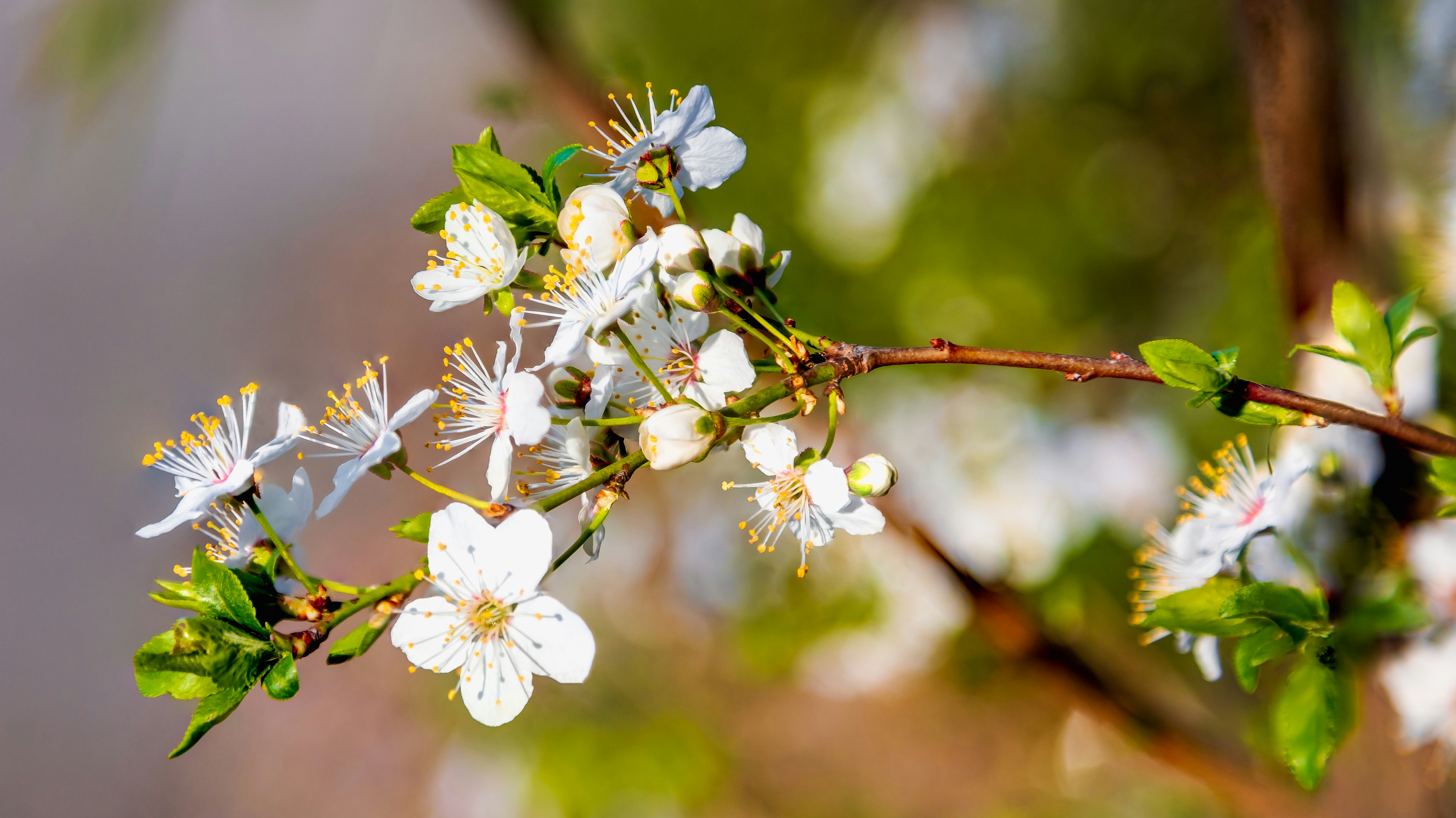 a close up of white flowers