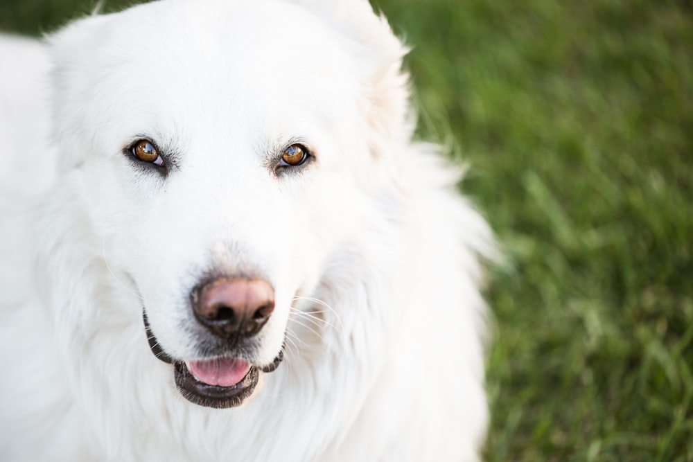 a white dog with brown eyes