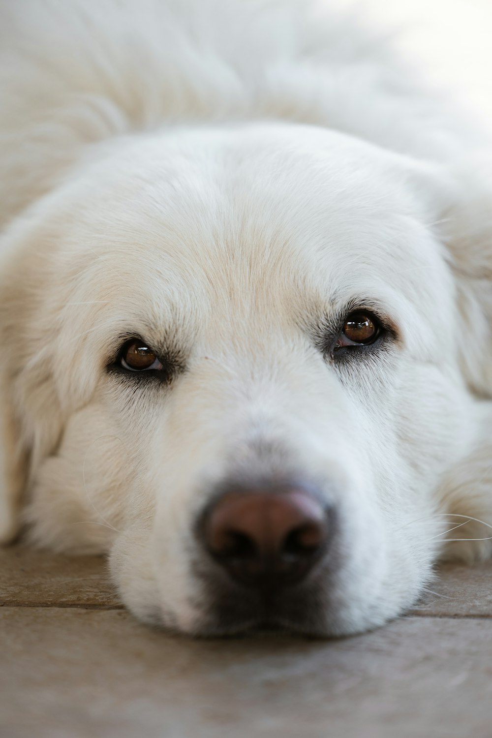 a white dog lying on the ground