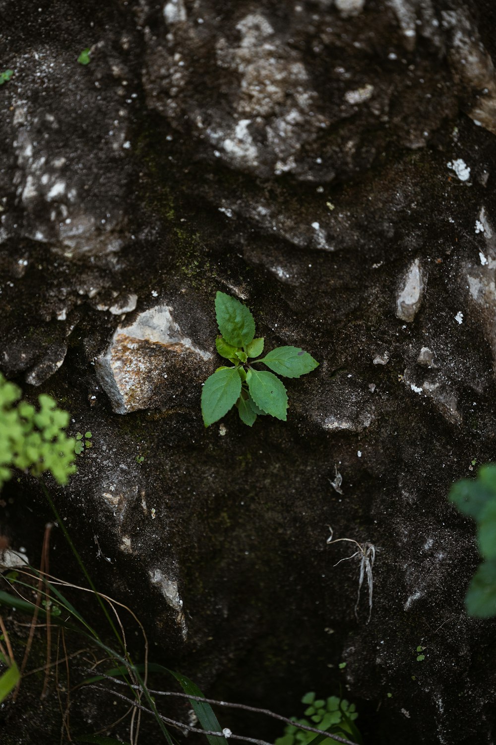 a plant growing in a hole