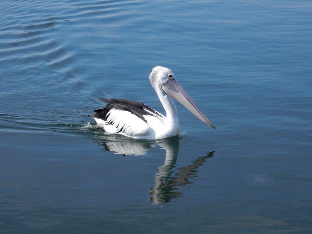 a bird swimming in water