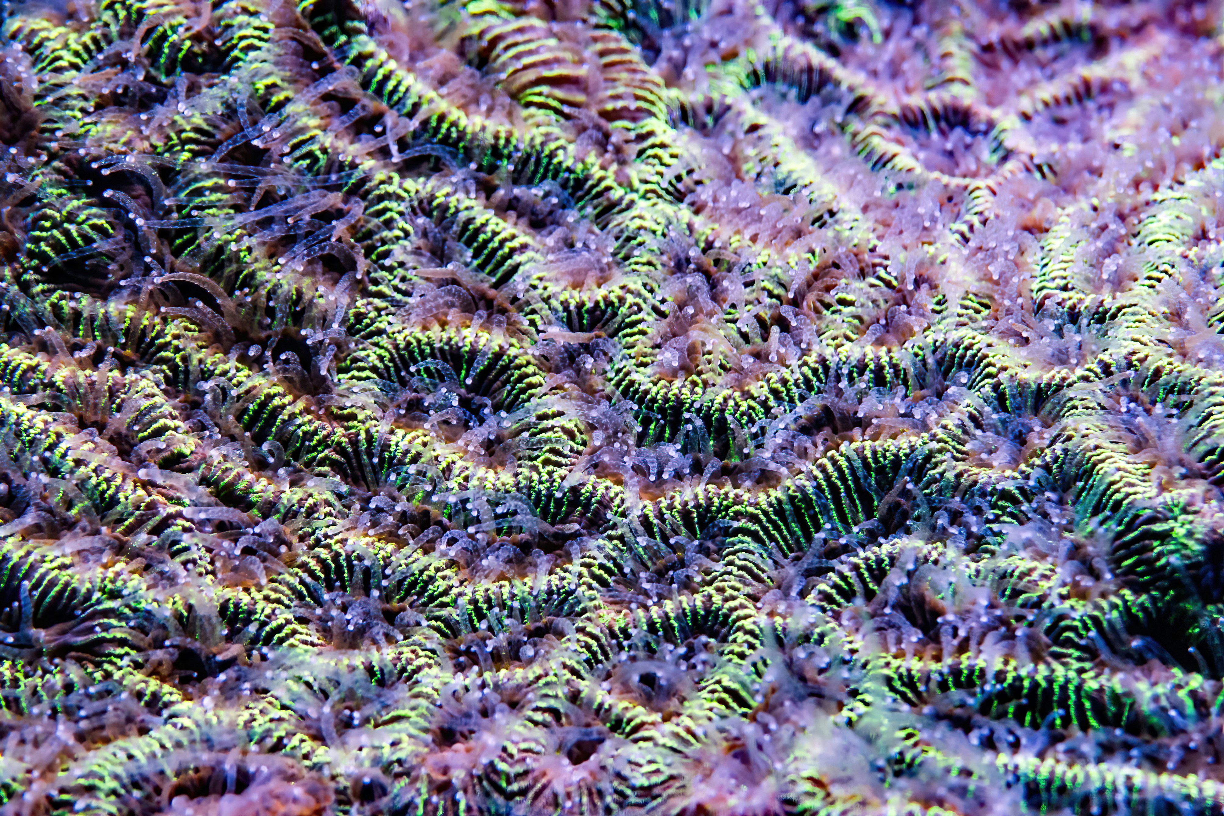 Coral Polyps