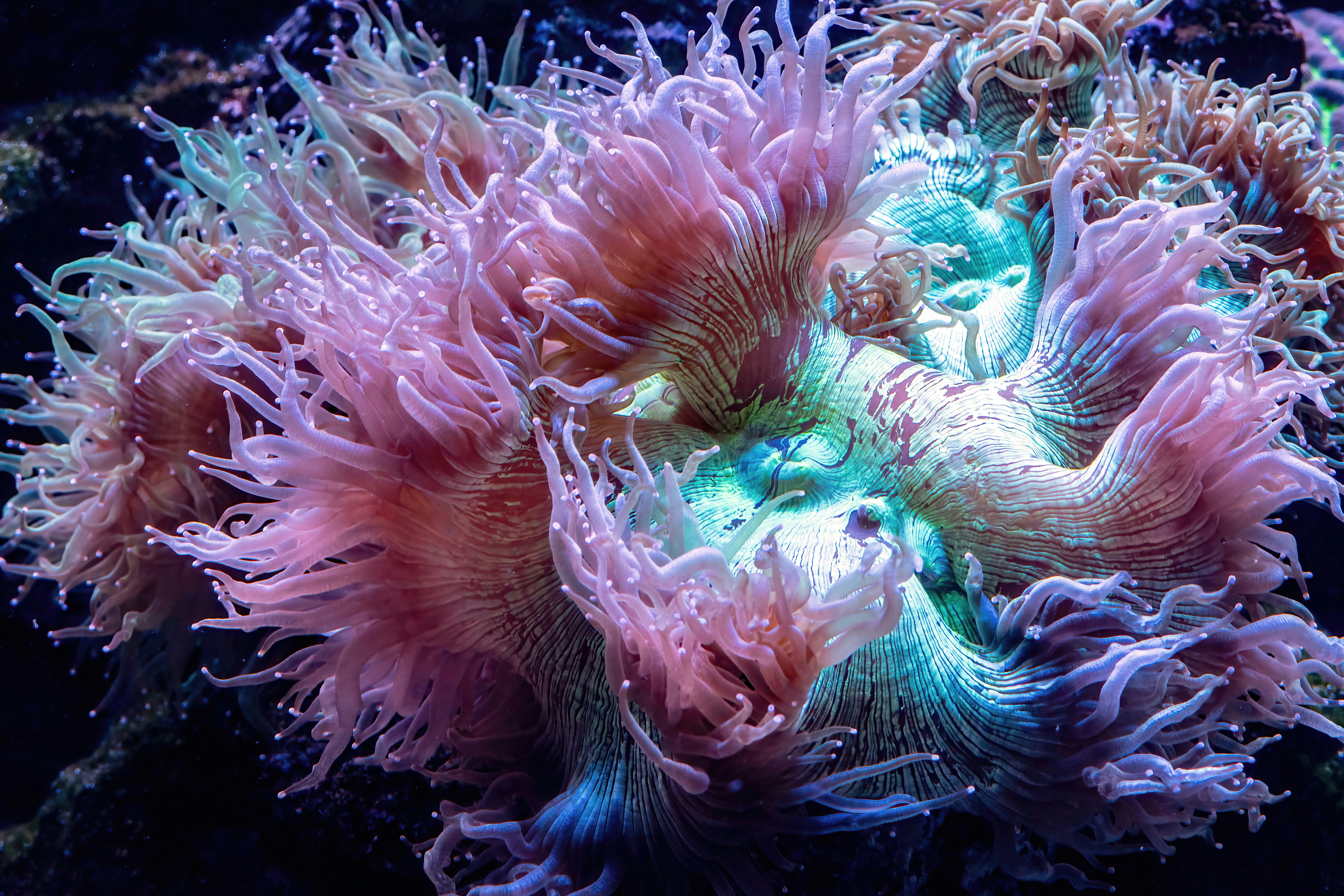 Soft pink and lavender elegance coral with extended tentacles swaying underwater