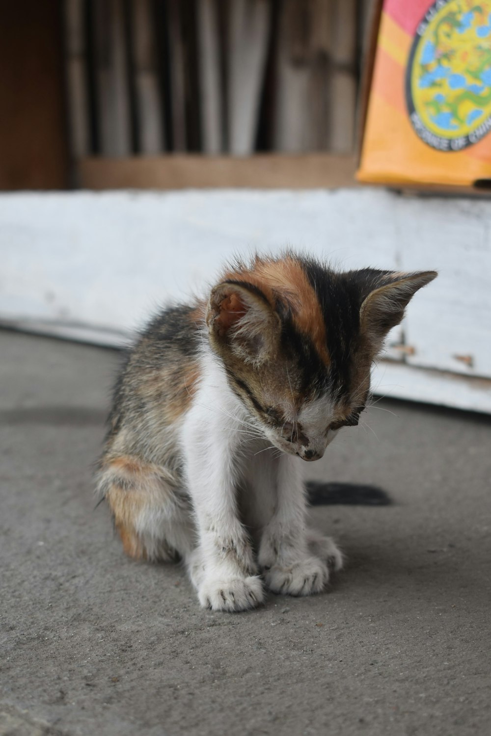 a cat sitting on the ground