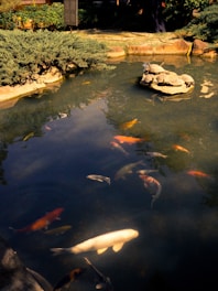 A tranquil pond with clear water features several colorful koi fish swimming leisurely. On the water's surface, a small formation of rocks is occupied by a group of turtles basking in the sunlight. Surrounding the pond, lush green foliage and neatly trimmed bushes add to the serene atmosphere.