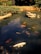A tranquil pond with clear water features several colorful koi fish swimming leisurely. On the water's surface, a small formation of rocks is occupied by a group of turtles basking in the sunlight. Surrounding the pond, lush green foliage and neatly trimmed bushes add to the serene atmosphere.
