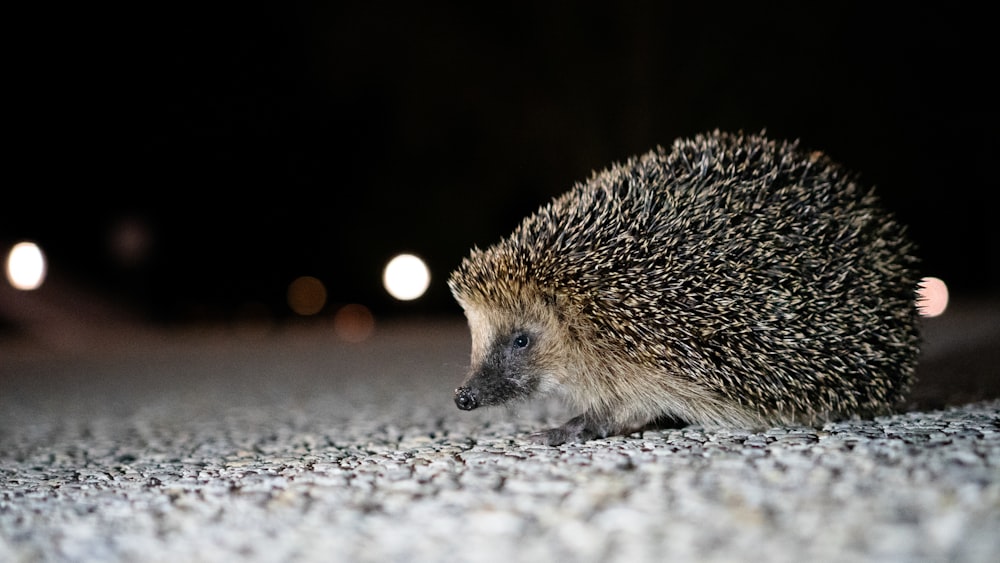 a hedgehog on the ground