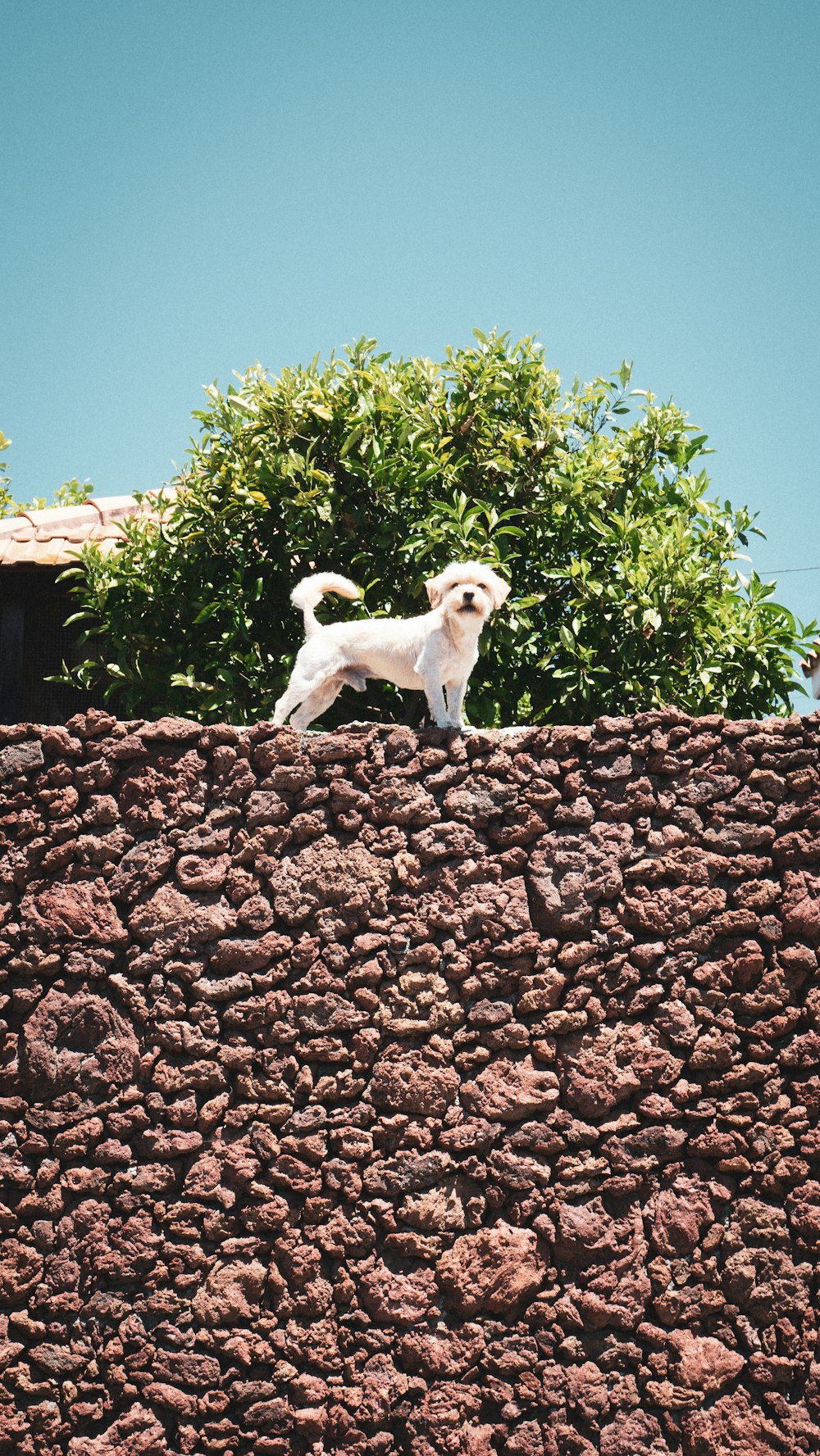 a dog standing on a brick surface