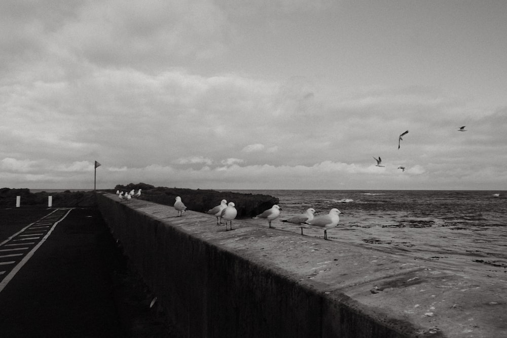 birds on a pier