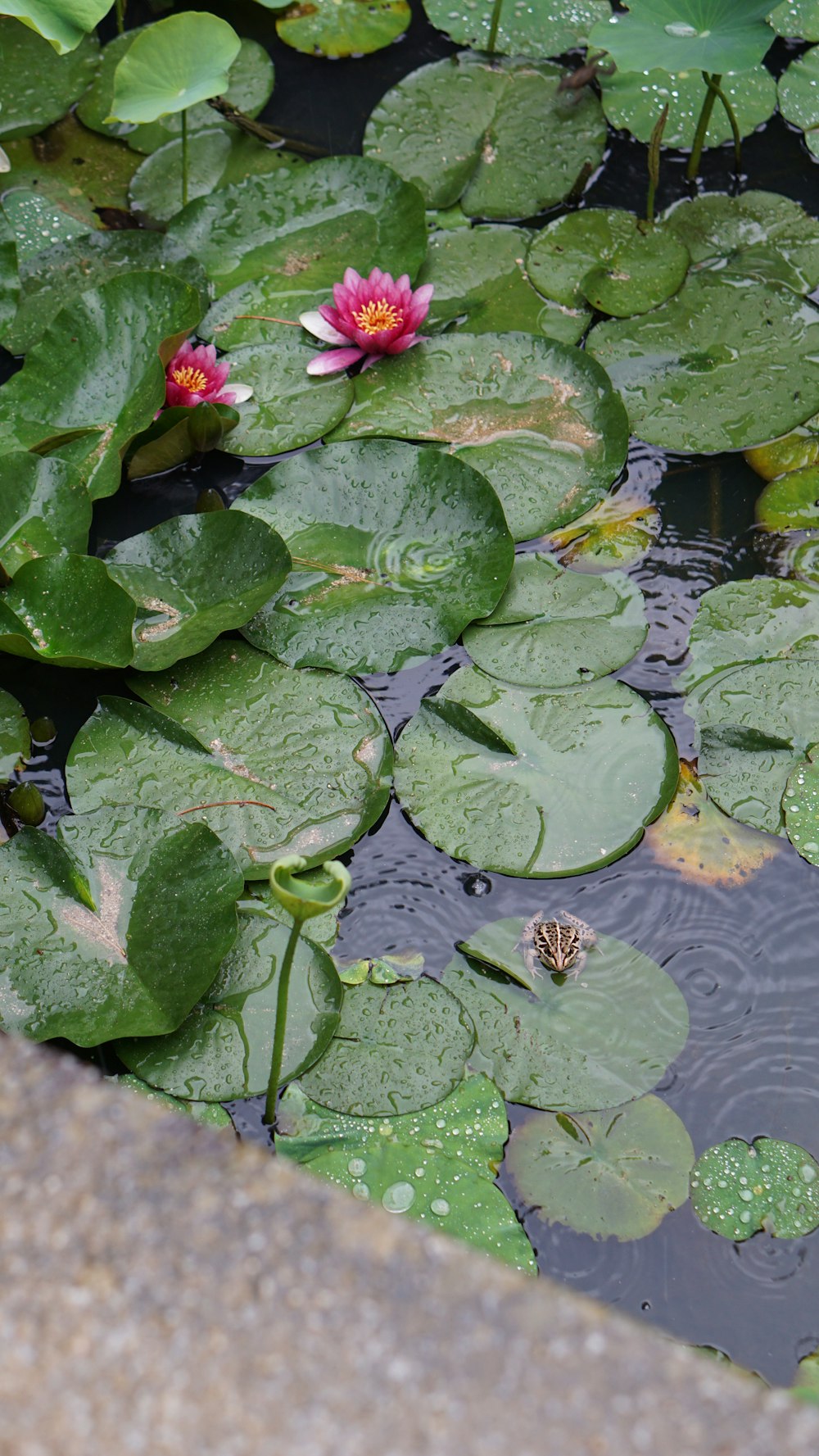 a group of flowers on a pond