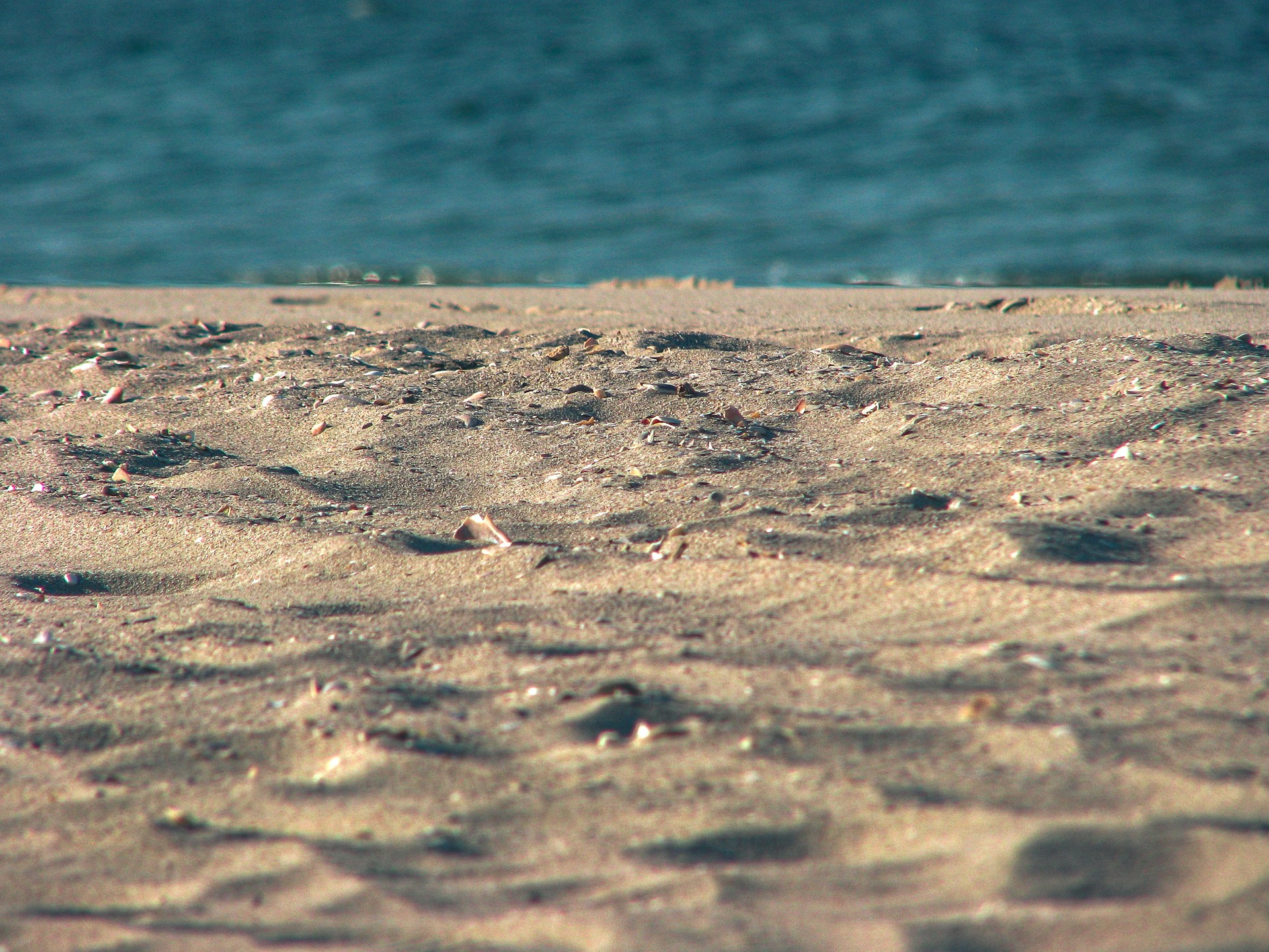 a bird on a beach