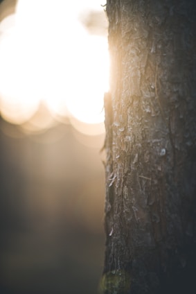 A serene close-up of an ancient olive tree trunk with textured bark and soft sunlight filtering through its leaves.