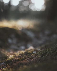a blurry image of a path
