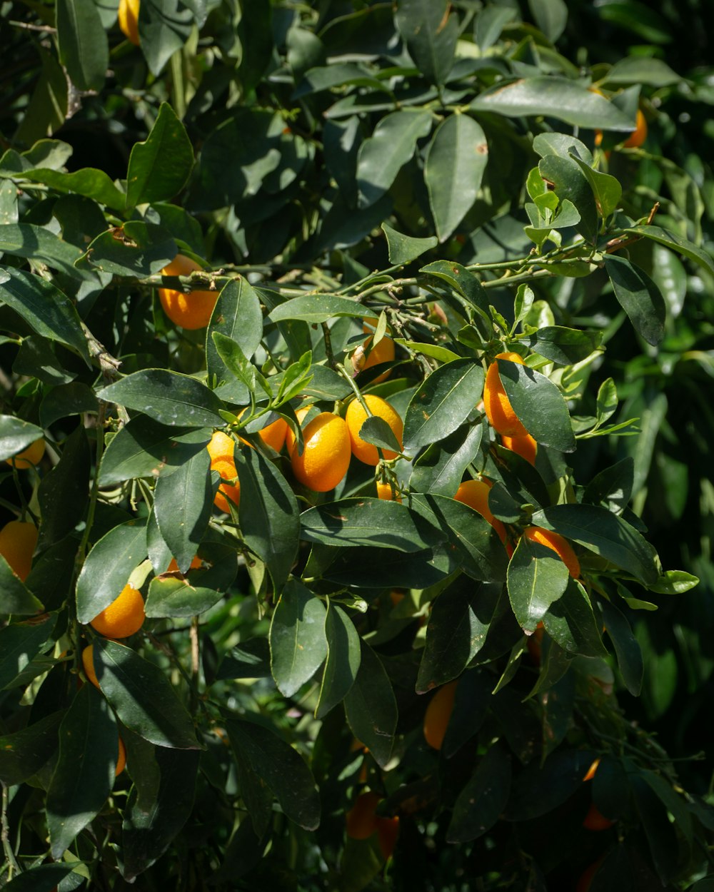 Un primo piano di un frutto appeso a un albero