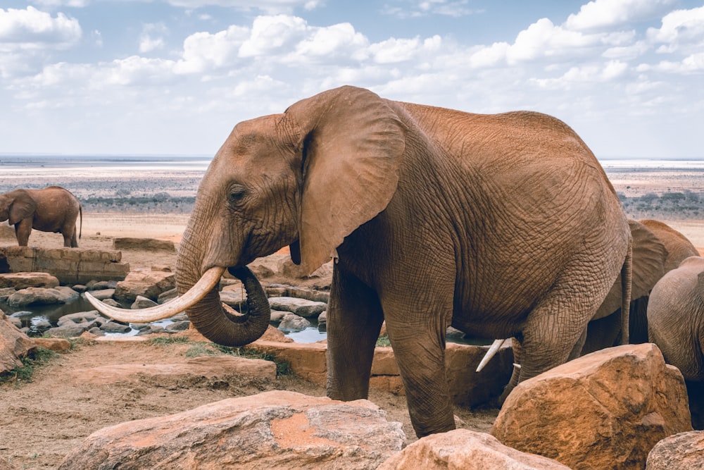 Ein Elefantenbaby steht neben einem Felsen