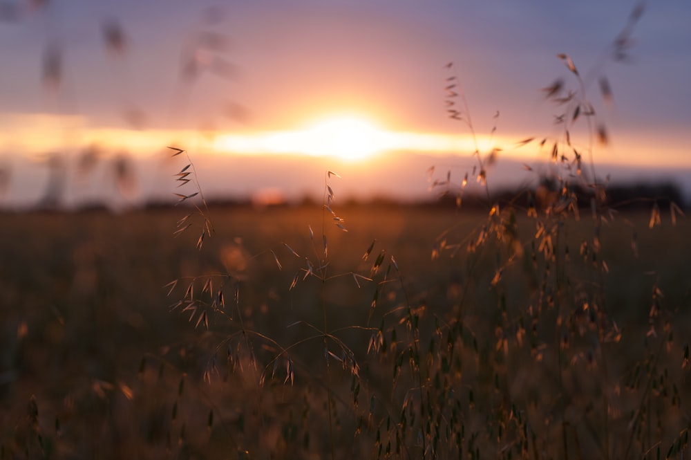 a field of grass with the sun setting in the background