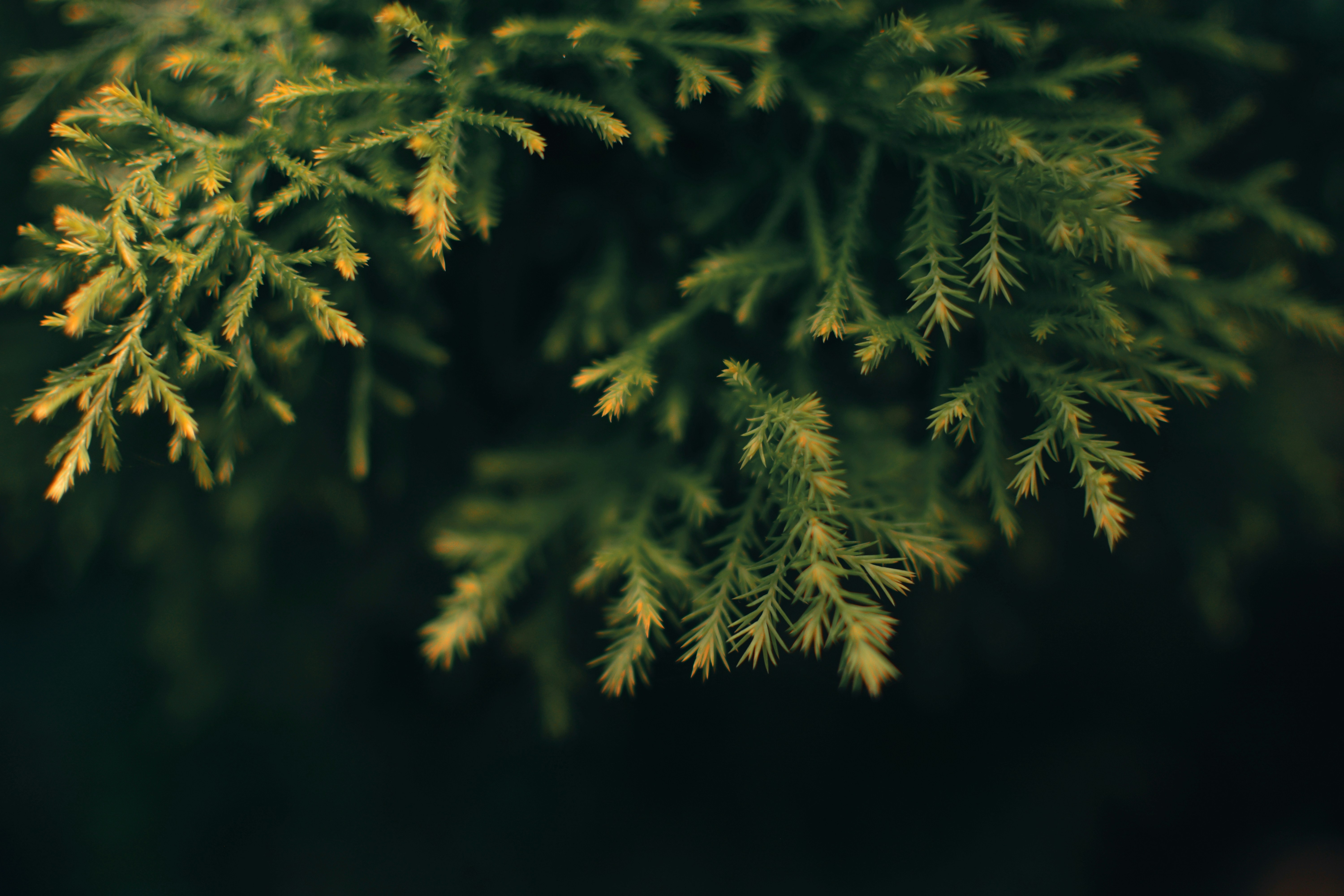 Photo by budihalsuhas1997