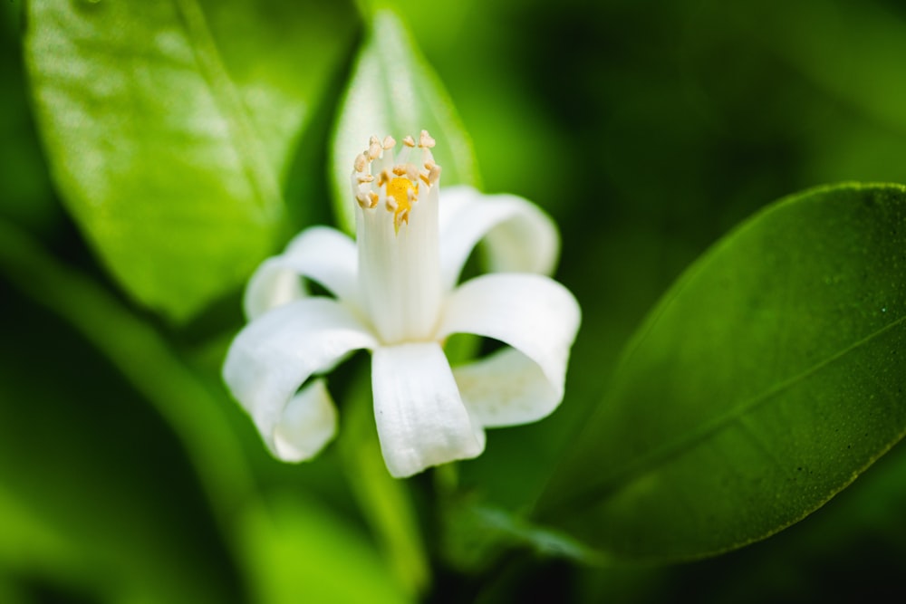 a bug on a flower