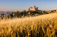 a field of wheat with a building in the background