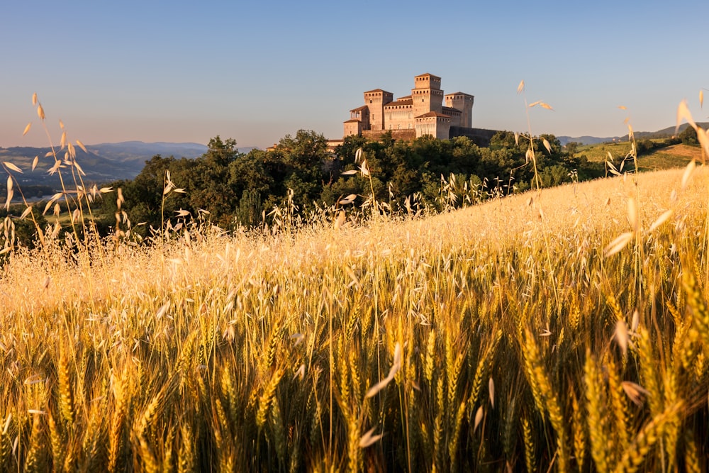 a field of wheat with a building in the background