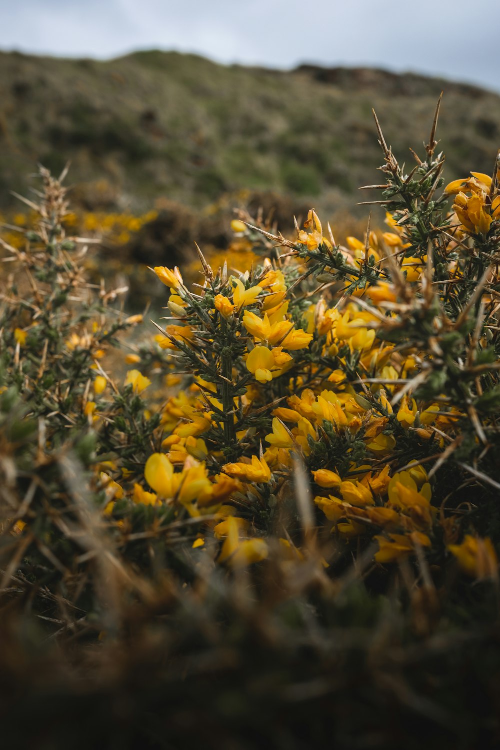 a close-up of a yellow flower