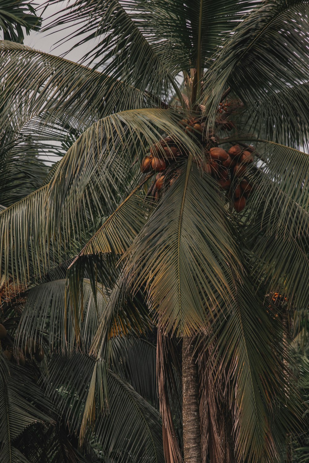 a palm tree with fruit