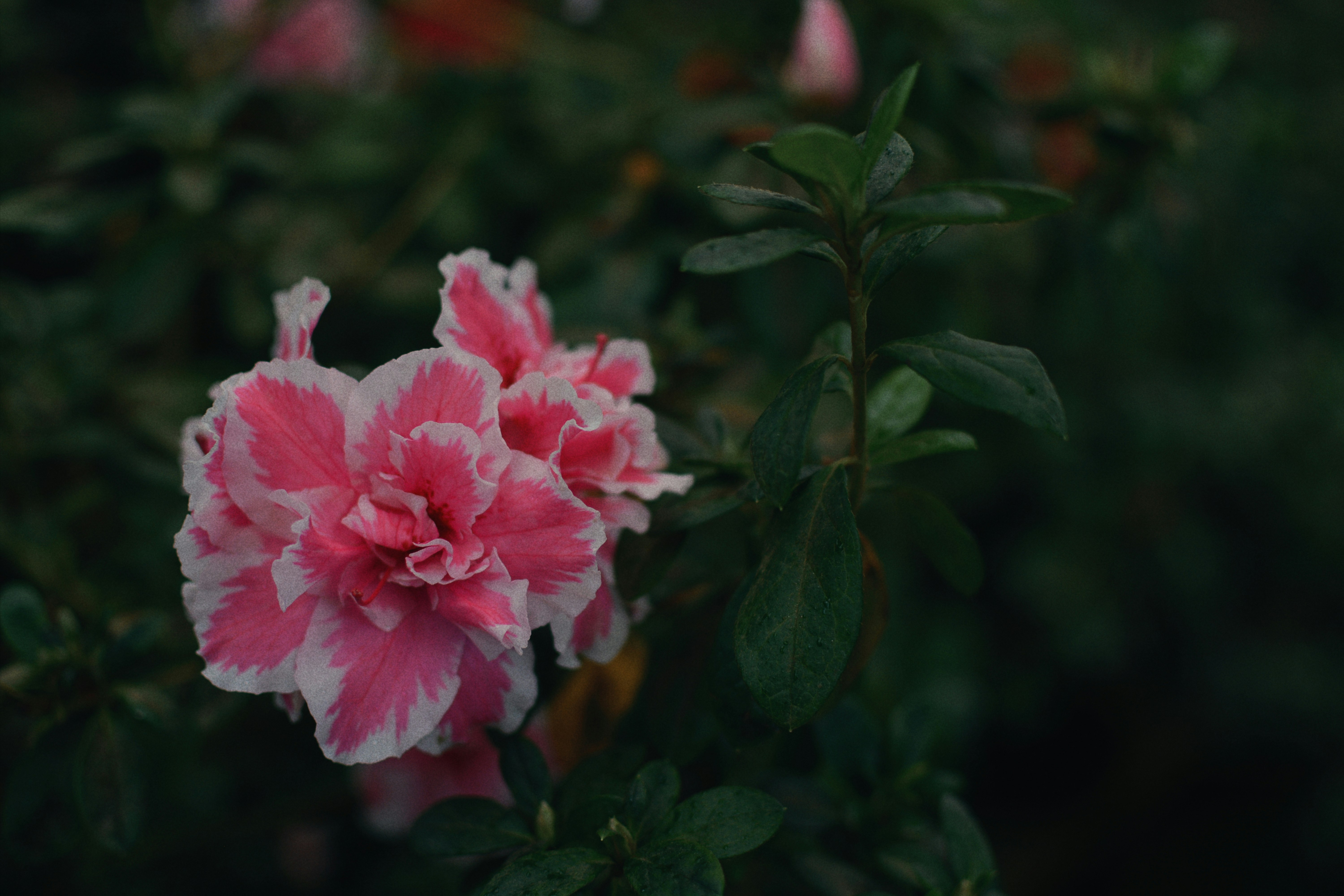 Photo by budihalsuhas1997