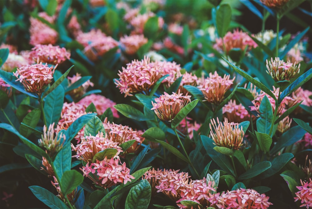 a group of flowers