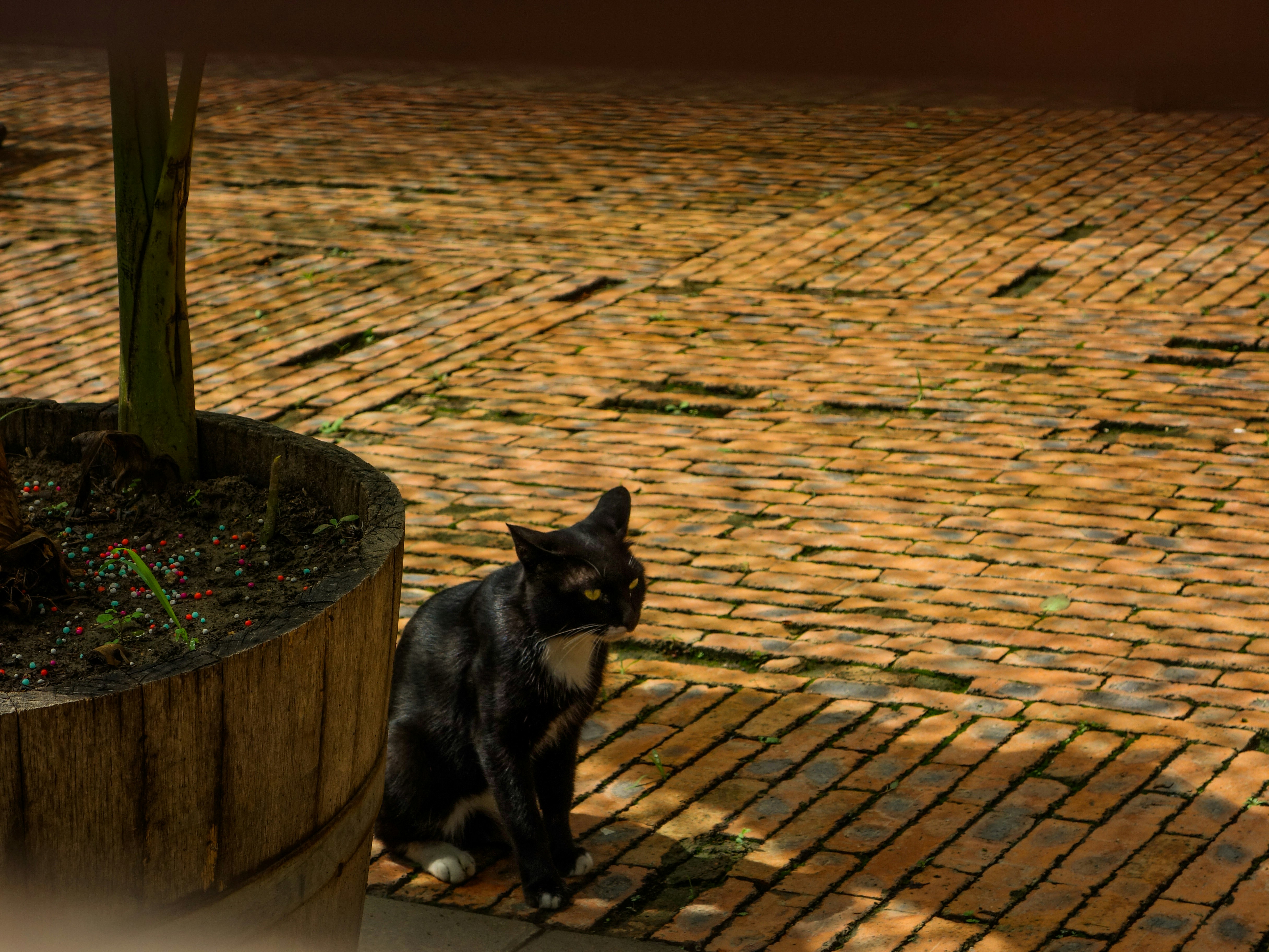 a cat sitting on a brick walkway