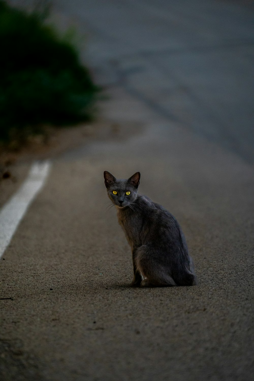 a cat sitting on the ground