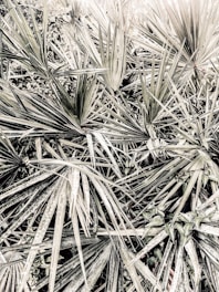 A dense cluster of sharp, pointed palm leaves overlapping each other, creating a complex pattern of lines and textures. The leaves appear to be in various shades of green and beige, with some visible veins and blotchy markings.