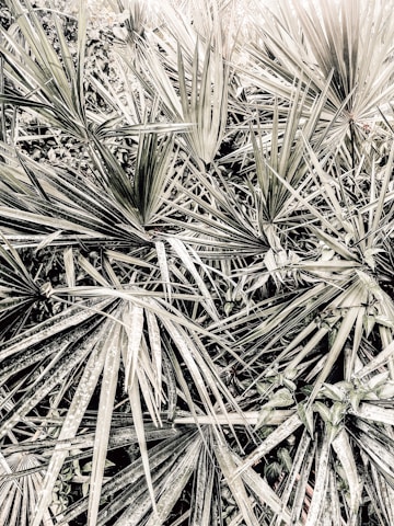 A dense cluster of sharp, pointed palm leaves overlapping each other, creating a complex pattern of lines and textures. The leaves appear to be in various shades of green and beige, with some visible veins and blotchy markings.