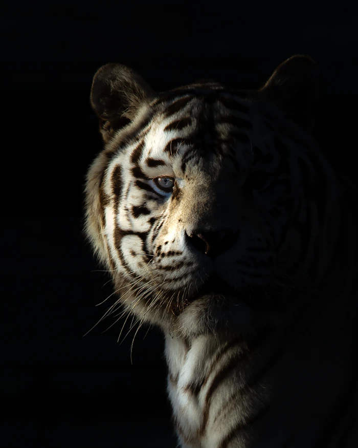 Dark portrait of a tiger staring at the lens