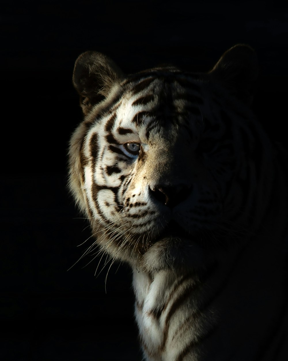 Un tigre mirando a la cámara