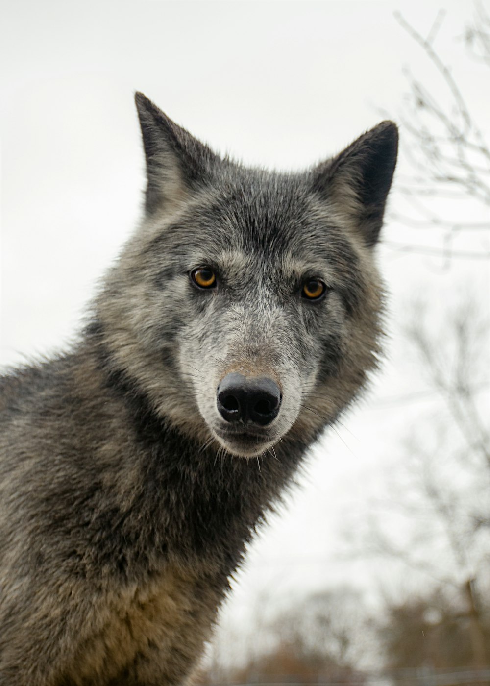 a wolf in the snow