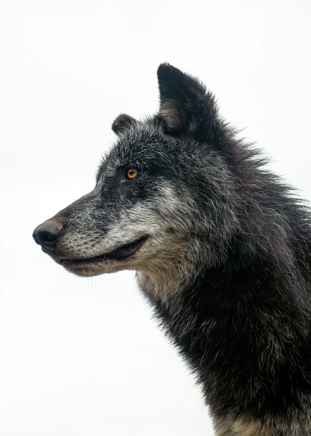 Un lupo nero con gli occhi gialli