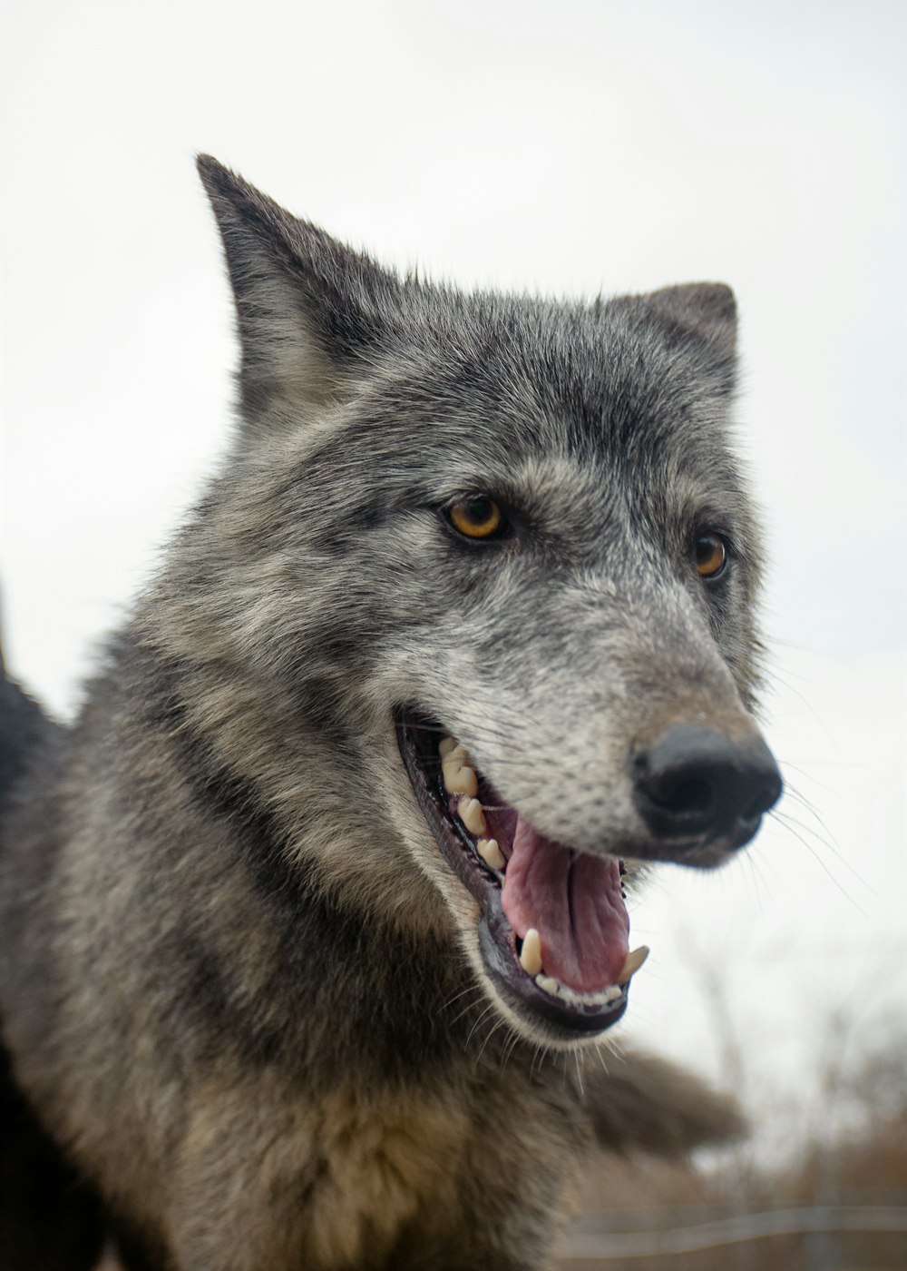 Un lupo con la bocca aperta