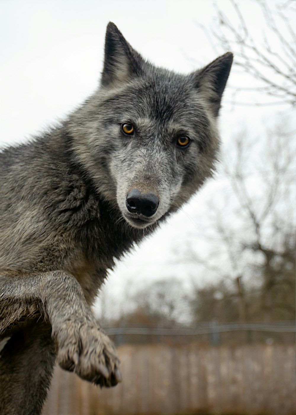 Un lupo in piedi su una staccionata di legno